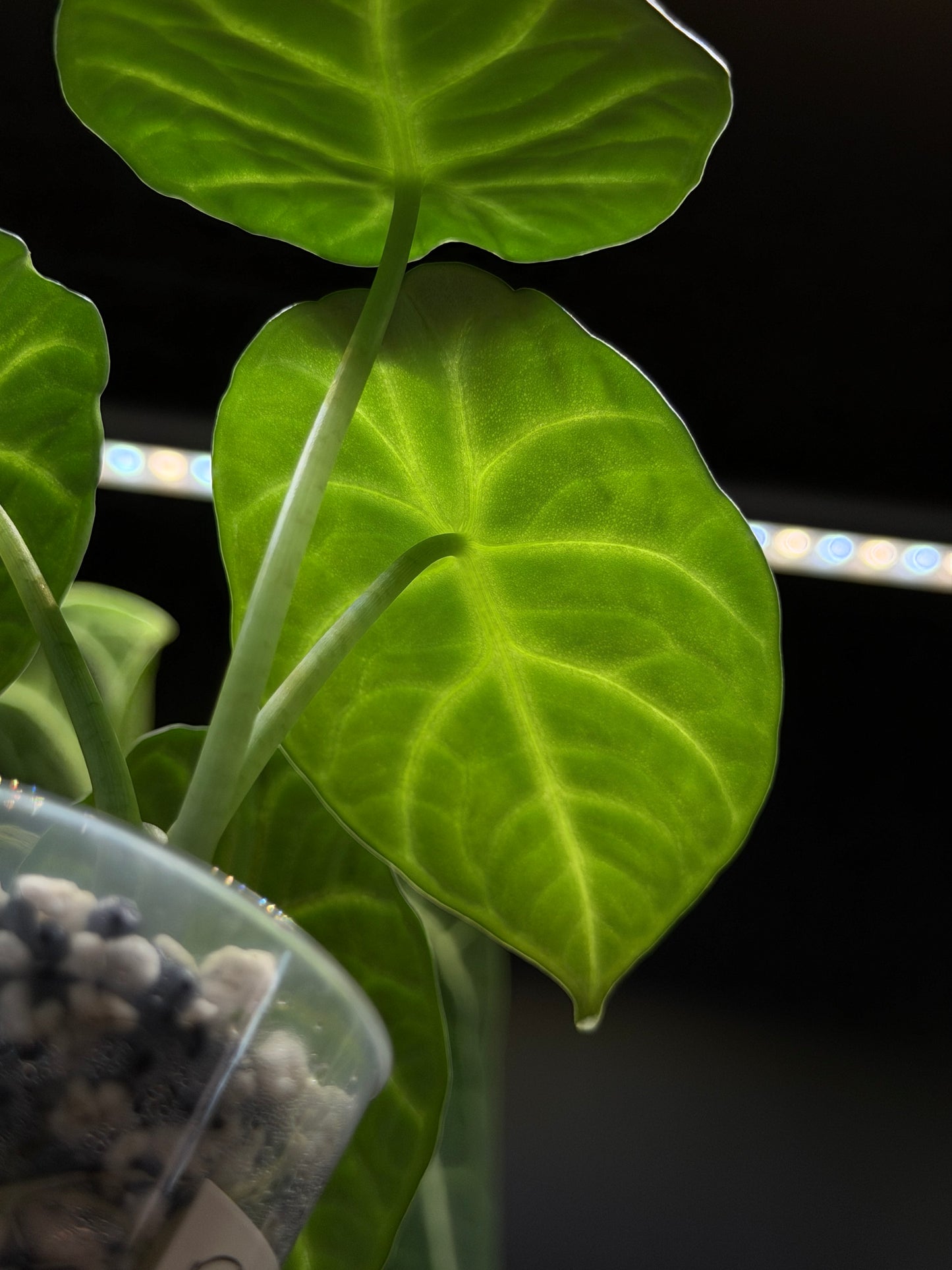Alocasia Ninja Nr.2