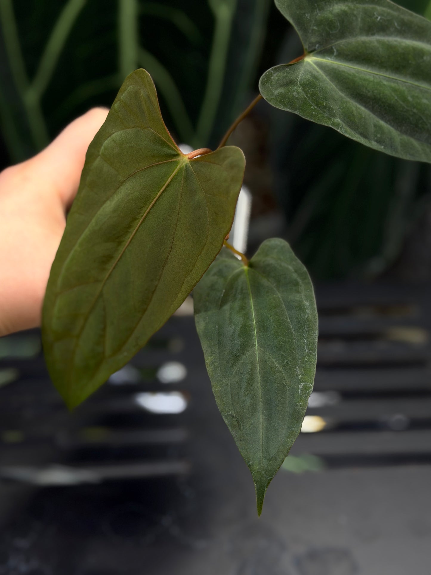 Anthurium NoID