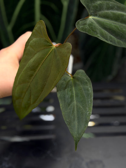 Anthurium NoID