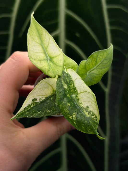 Alocasia Nairobi Nights Variegata Nr.2
