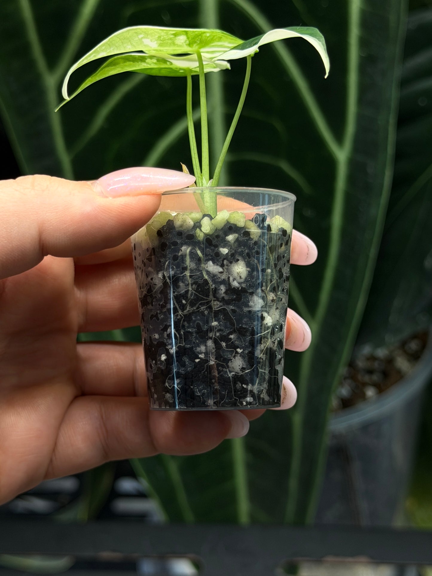 Alocasia Simpo Albo Variegata Nr.1