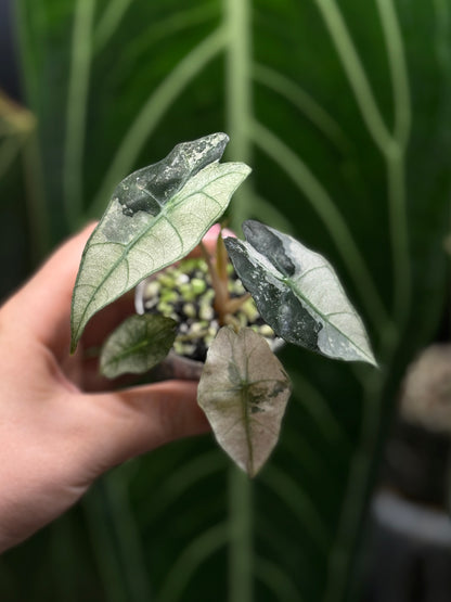 Alocasia Polly Pink Variegata Nr.1