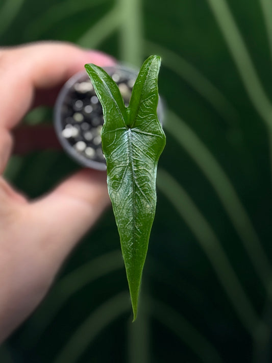 Alocasia Sulawesi Sabrina Nr.6