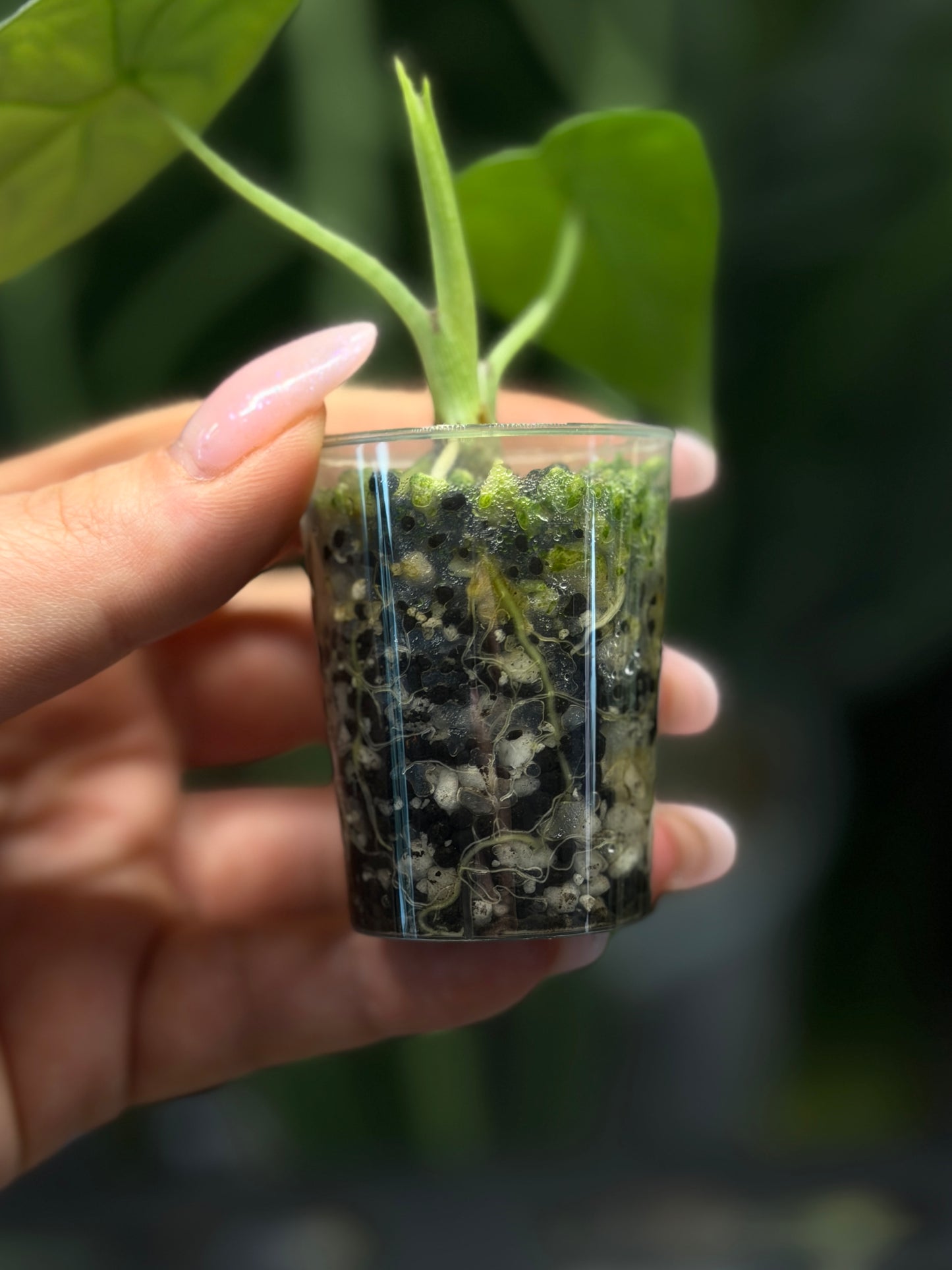 Alocasia Melo Nr.1