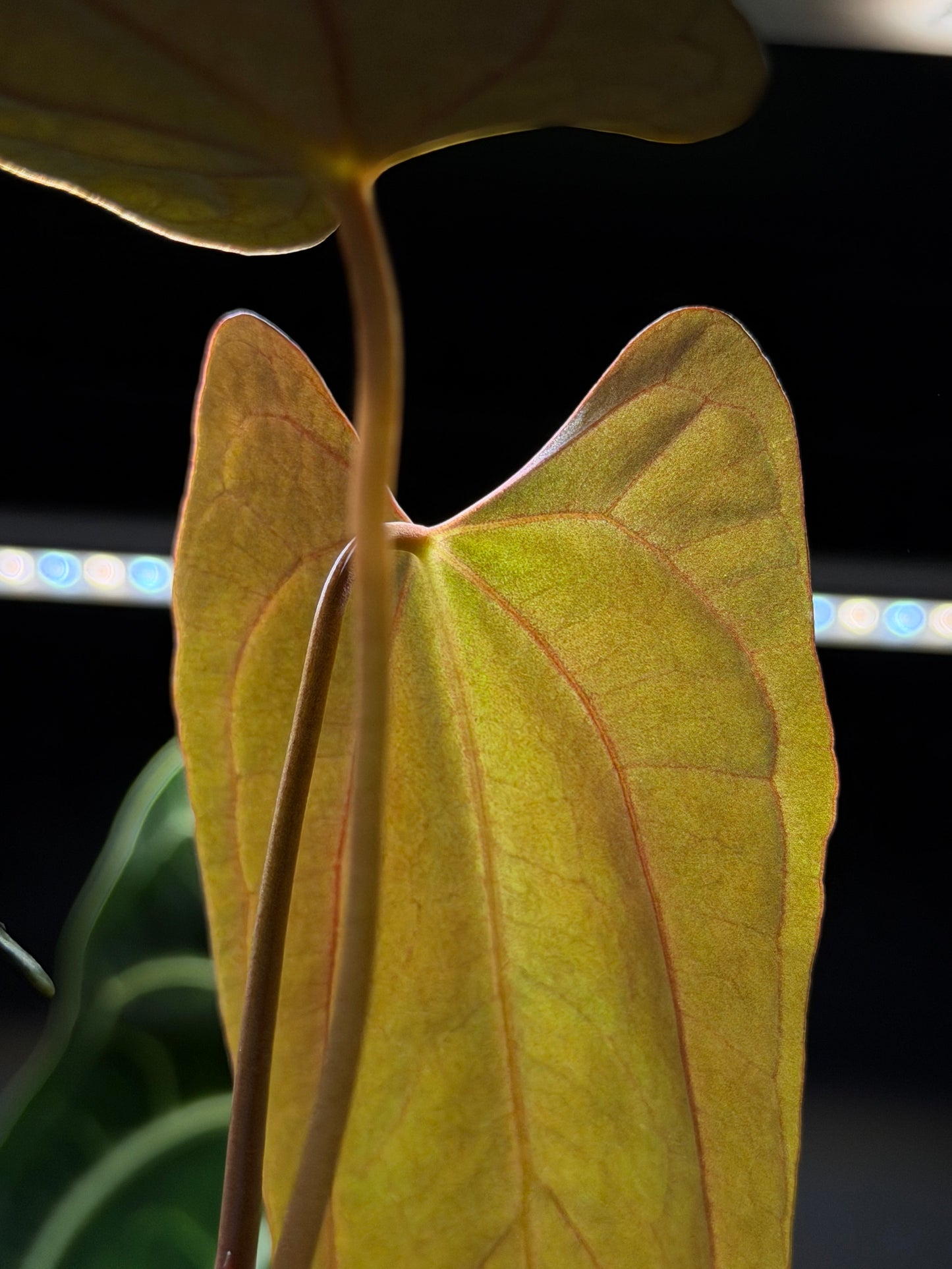 Anthurium NoID