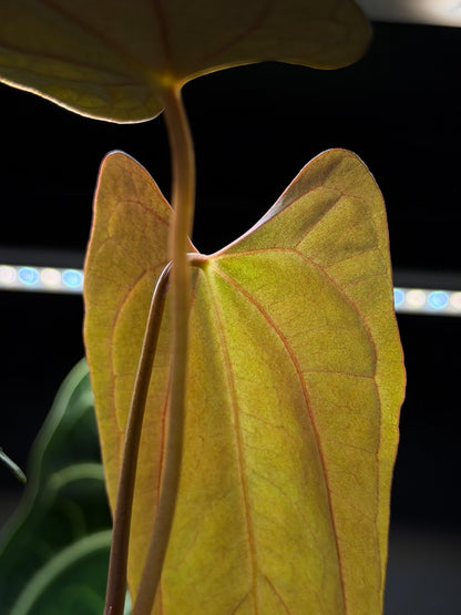 Anthurium NoID