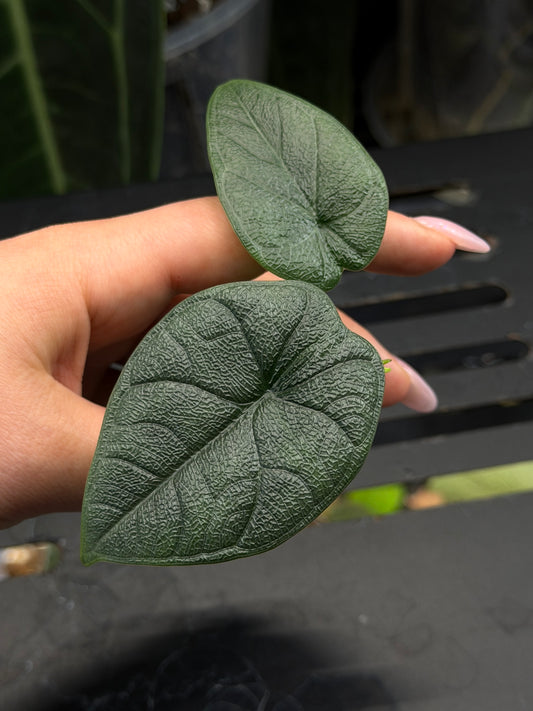 Alocasia Melo Nr.1