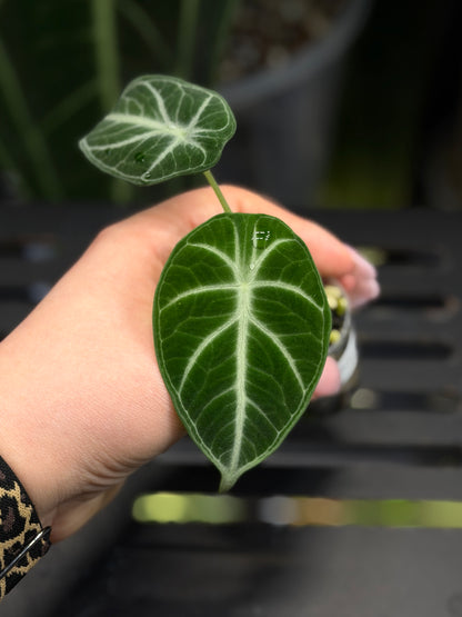 Alocasia Ninja Nr.1
