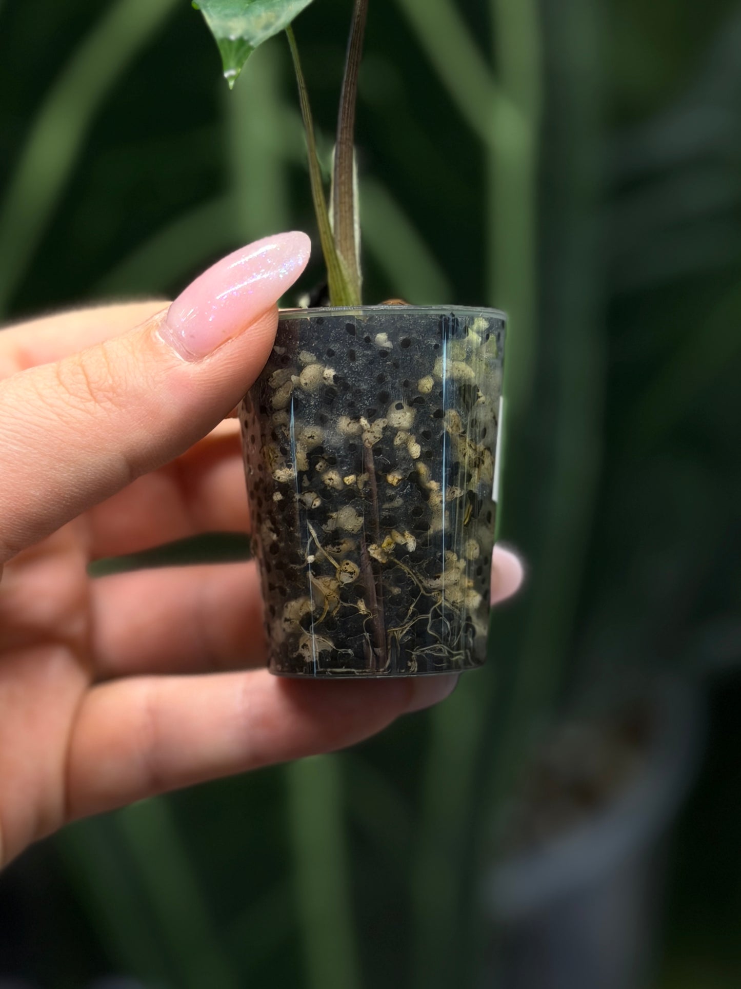Alocasia Scalprum Nr.1
