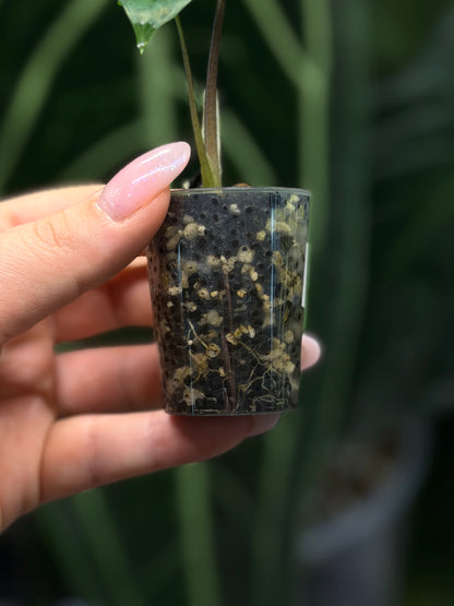 Alocasia Scalprum Nr.1