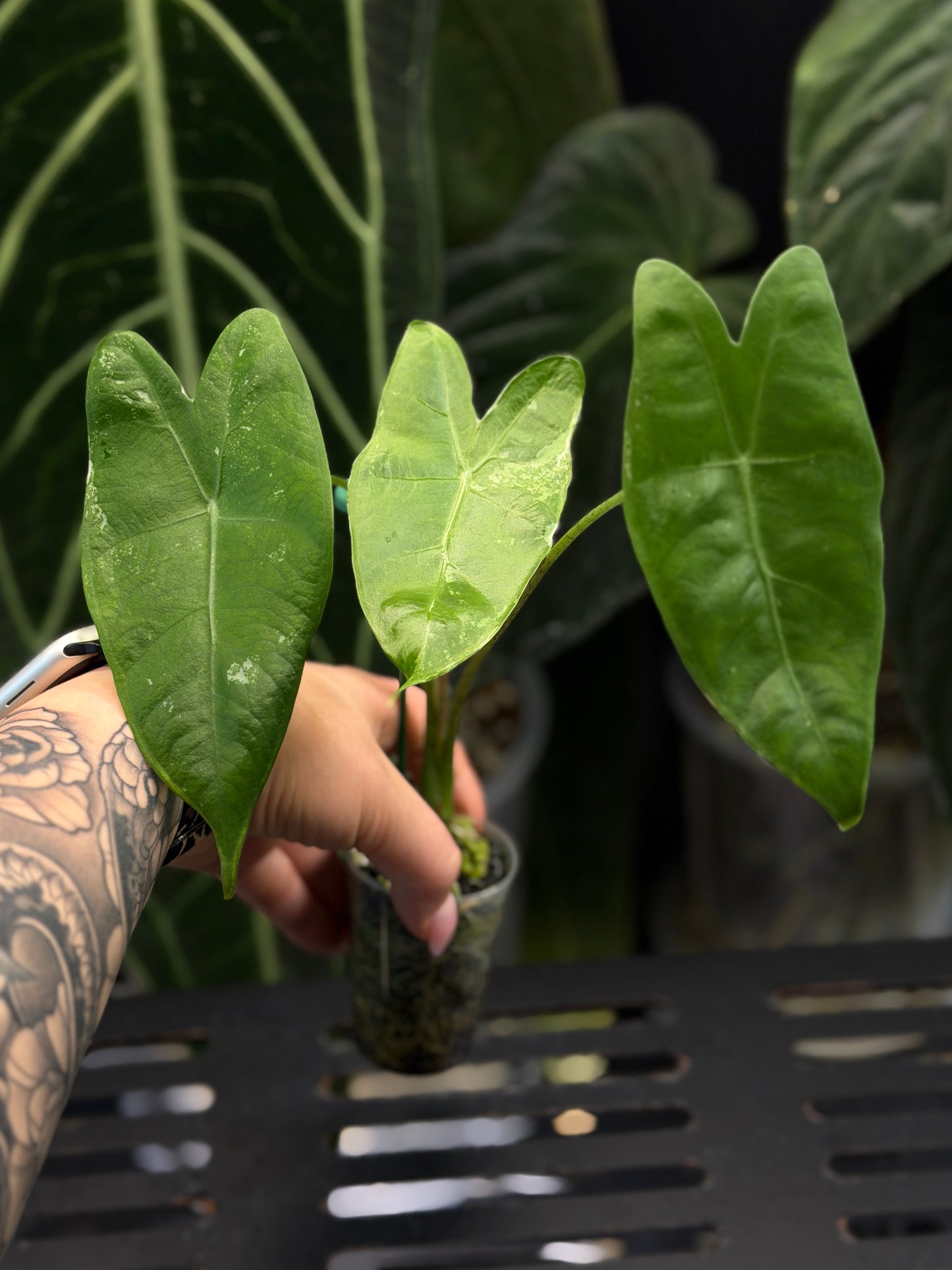Alocasia Longiloba Albo Low Variegata