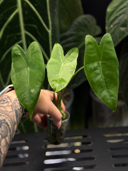 Alocasia Longiloba Albo Low Variegata