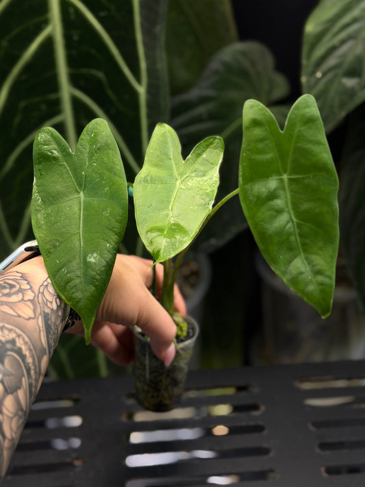 Alocasia Longiloba Albo Low Variegata