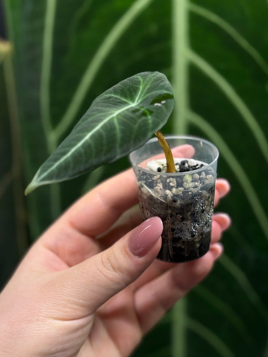 Alocasia Black Velvet Nr.5