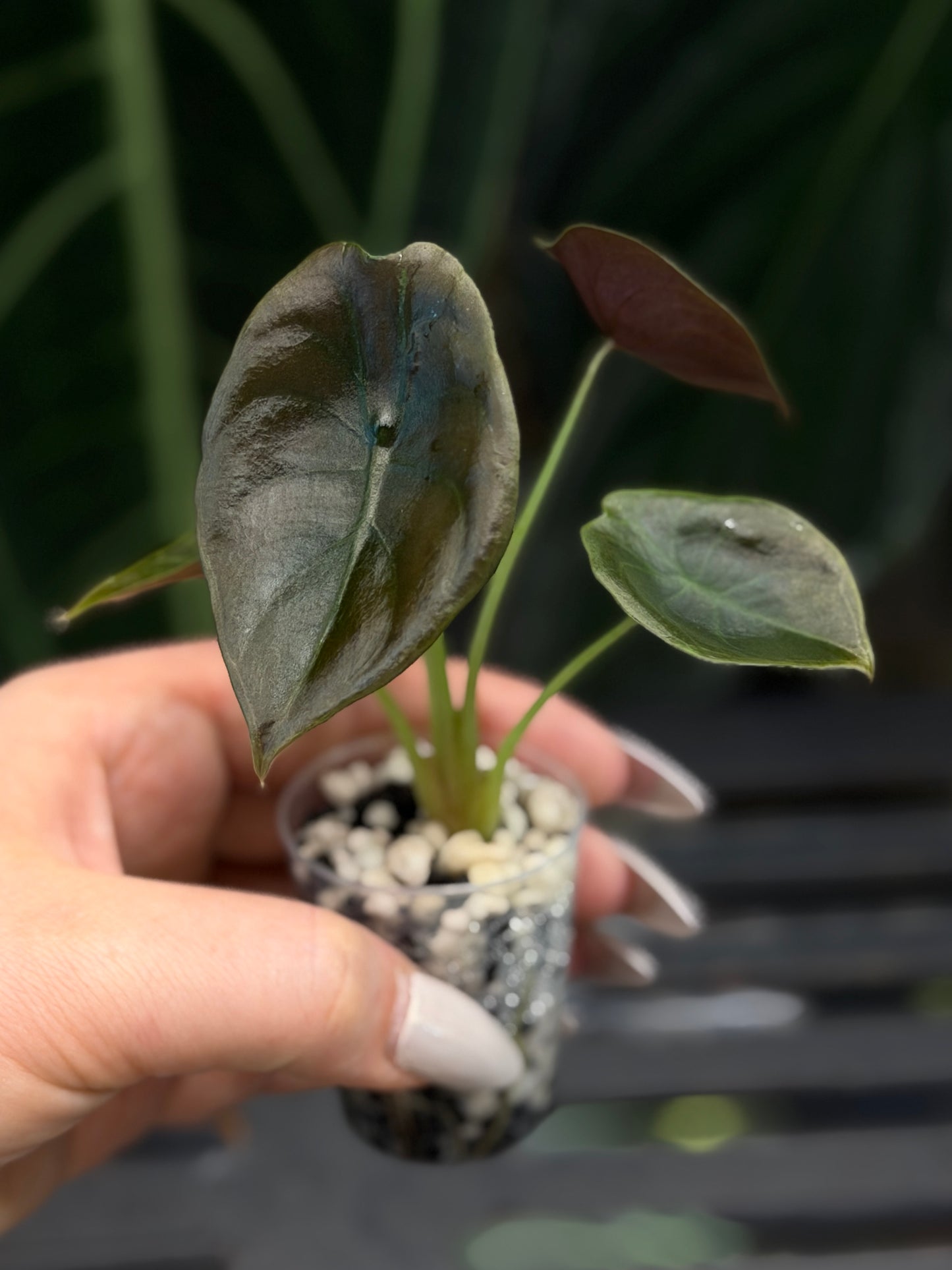 Alocasia Cuprea Nr.2