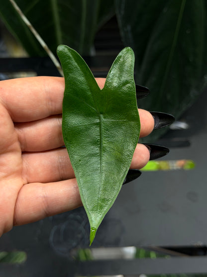 Alocasia Zebrina Variegata vergrünt Nr.1