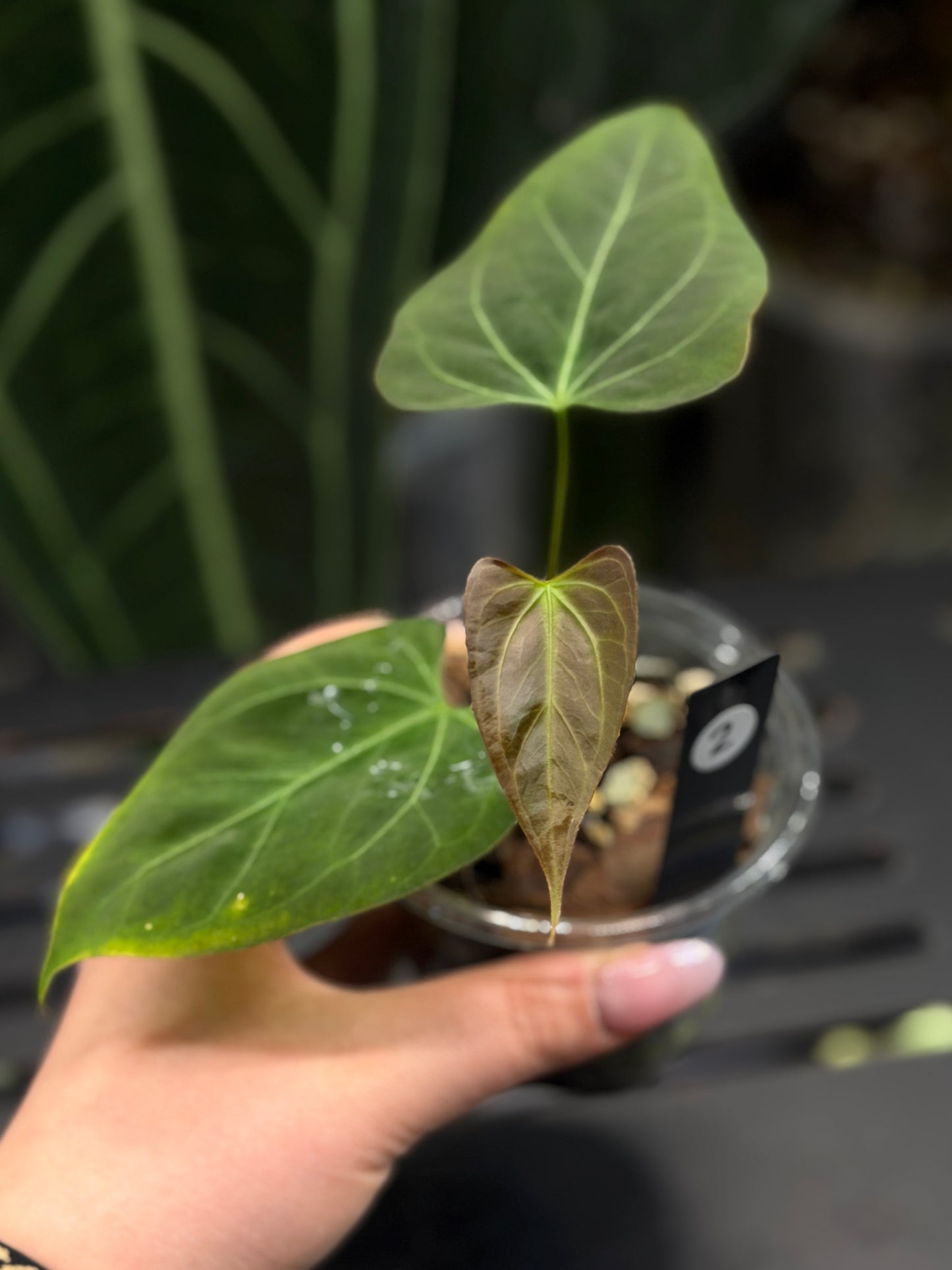 Anthurium Butterfly Mutation Cutting Nr.2