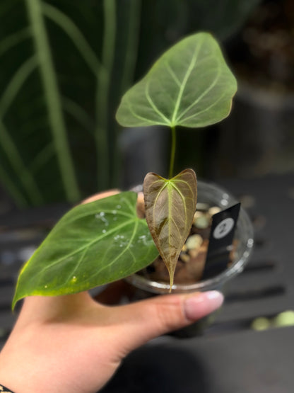 Anthurium Butterfly Mutation Cutting Nr.2