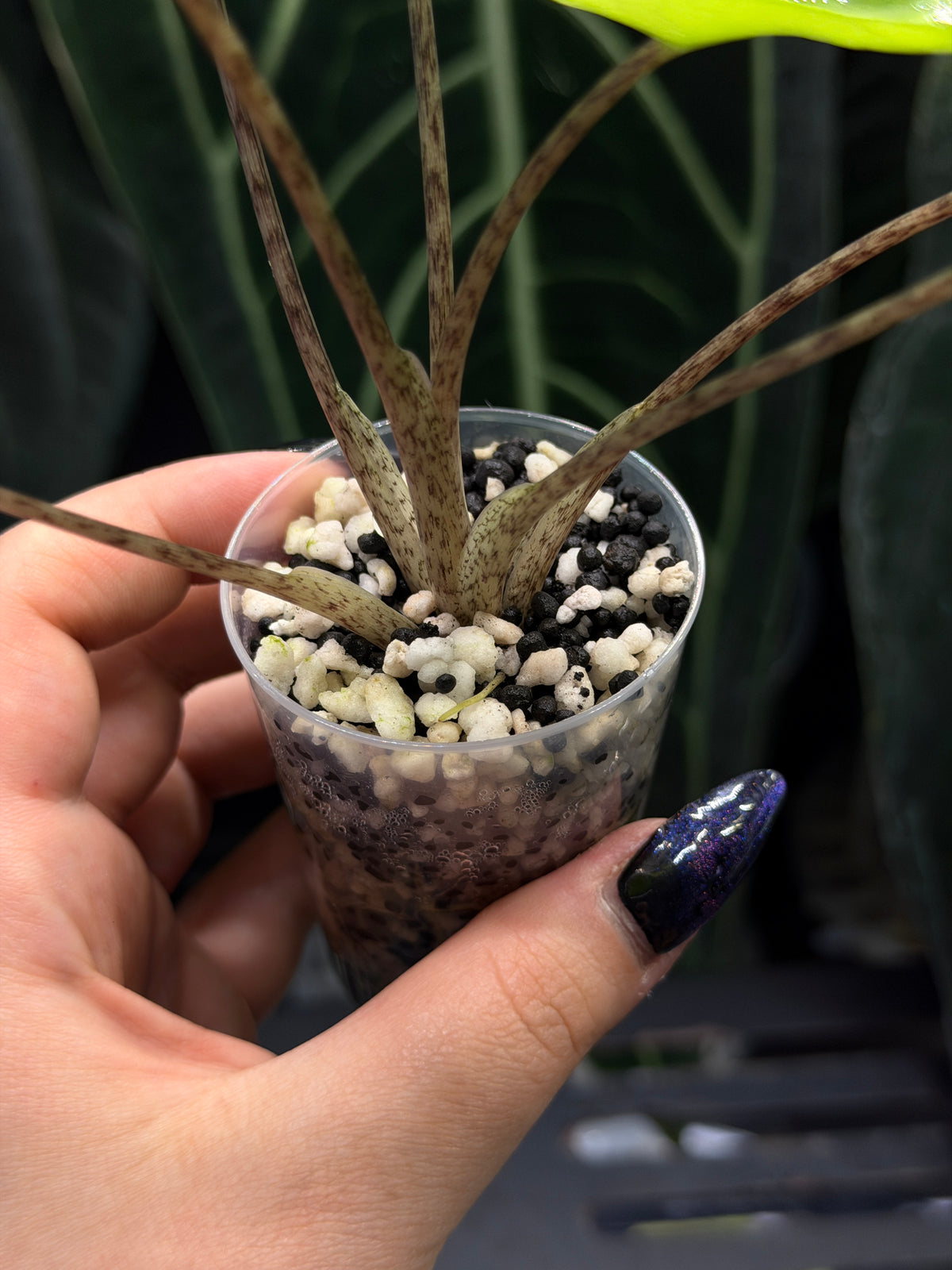 Alocasia Stingray Aurea Low Variegata