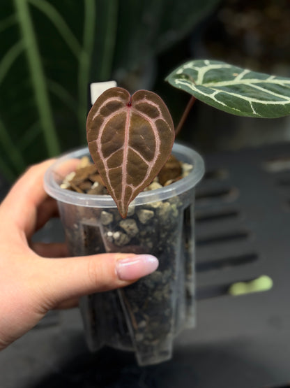 Anthurium (Michelle X DocBlock Zara) 28 X DocBlock Zara Cutting Nr.2
