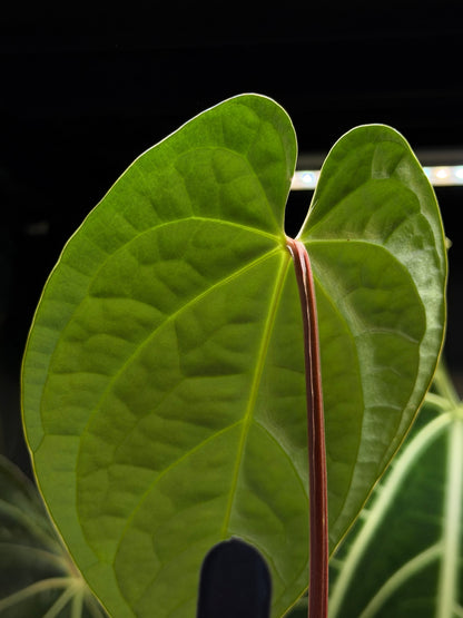 Anthurium Regale x Luxurians