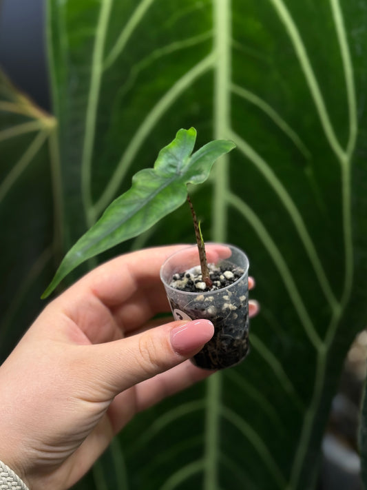 Alocasia Sulawesi Sabrina Nr.3