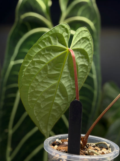 Anthurium Regale x Luxurians