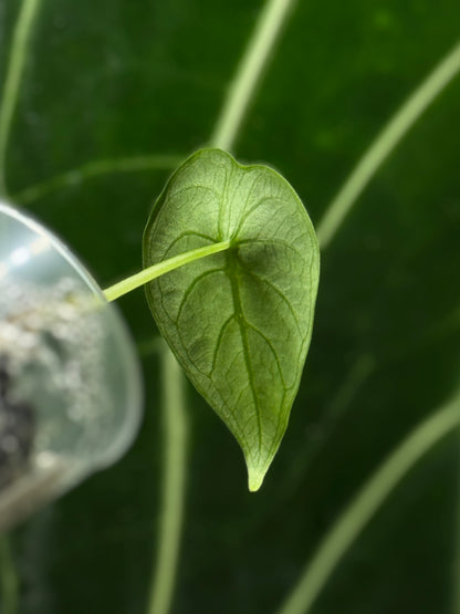 Alocasia Watsoniana Nr.3