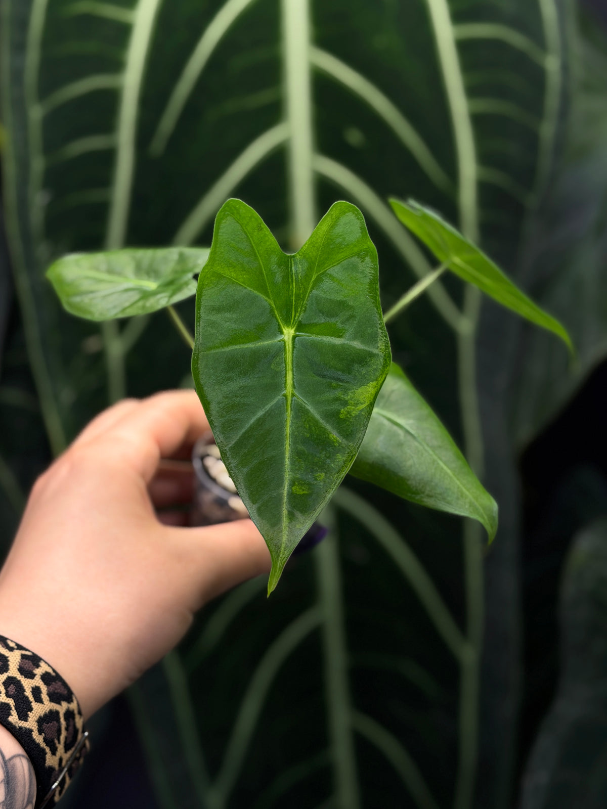 Alocasia Frydek Green on Green Low Variegata Nr.2