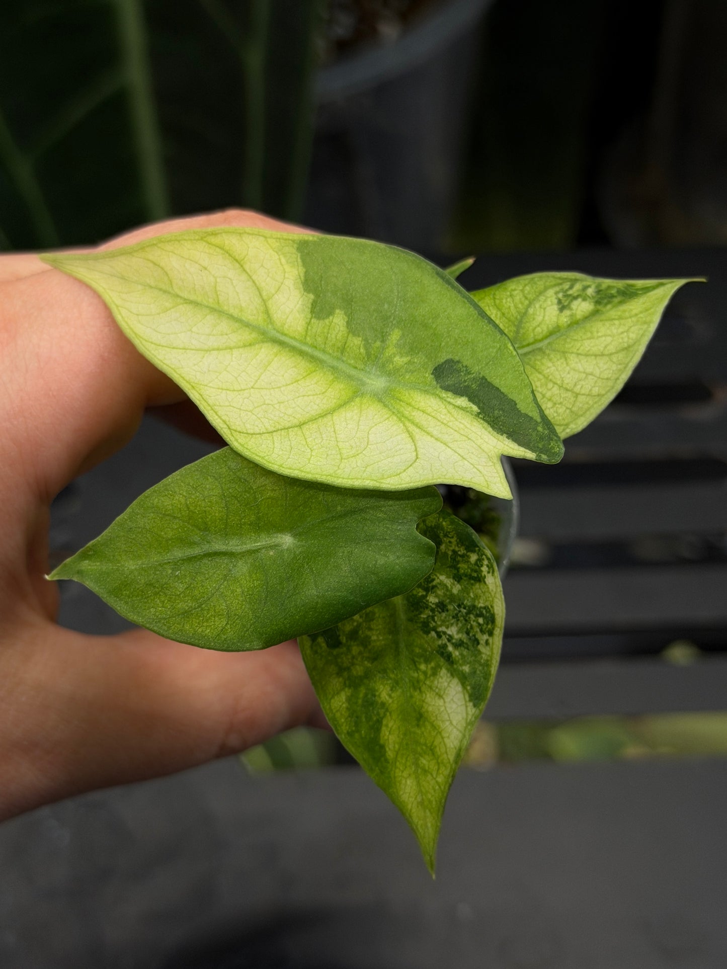Alocasia Nairobi Nights Variegata Nr.1