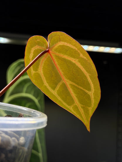 Anthurium (Michelle X DocBlock Zara) 28 X DocBlock Zara Cutting Nr.1