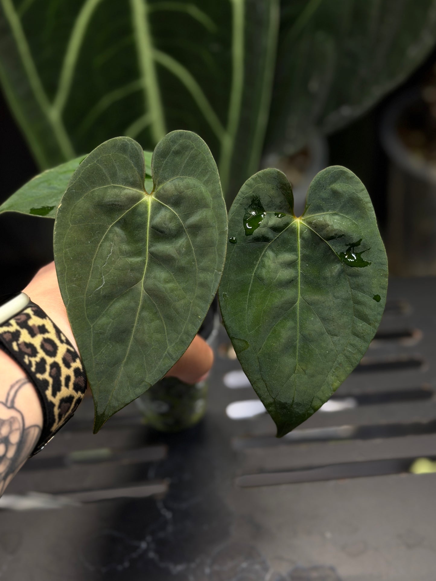 Anthurium (Luxurians x Magnificum) X (Papillilaminum Dark)