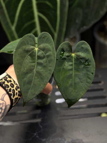 Anthurium (Luxurians x Magnificum) X (Papillilaminum Dark)