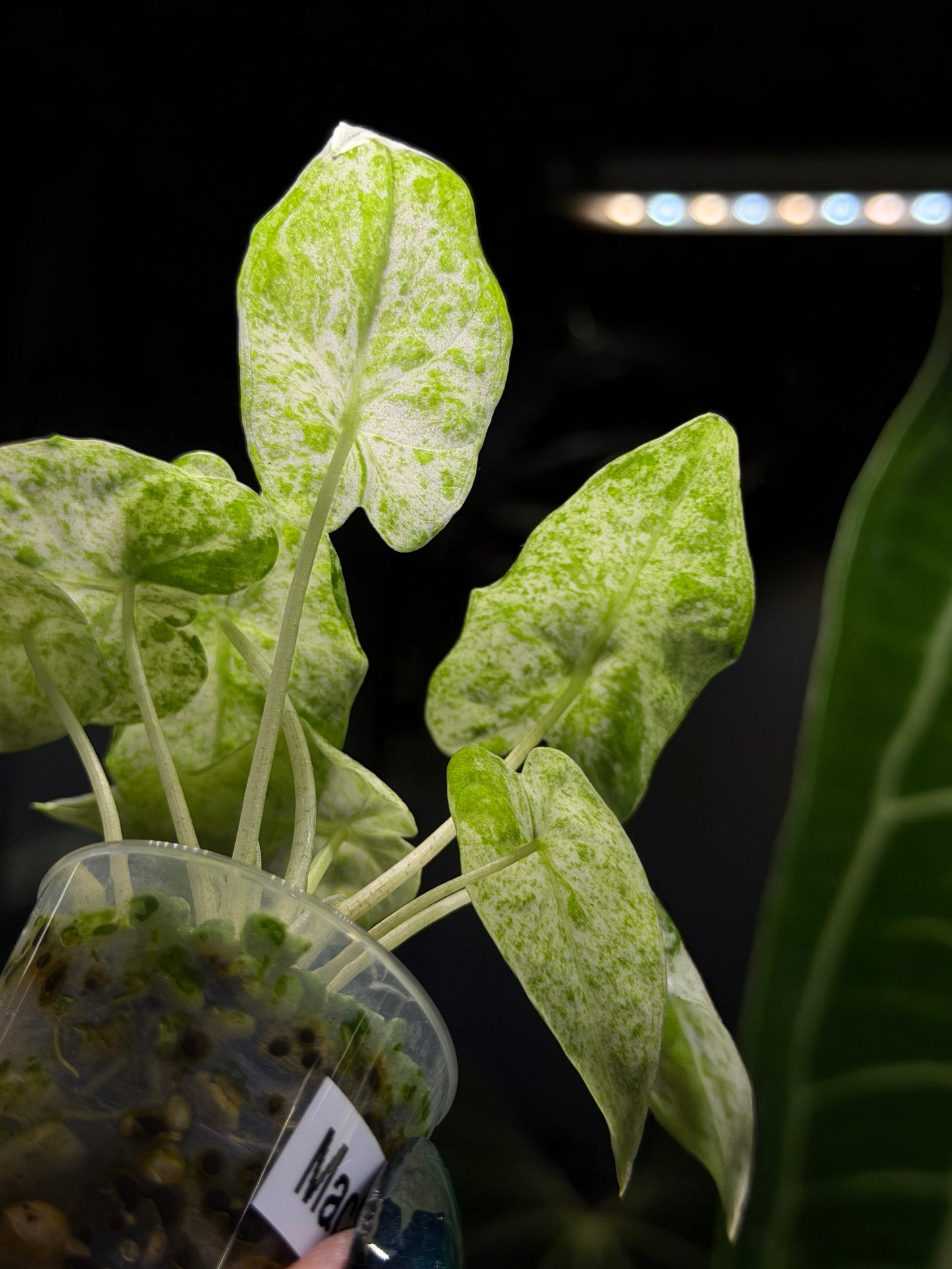 Alocasia  Odora Batik Nr.5