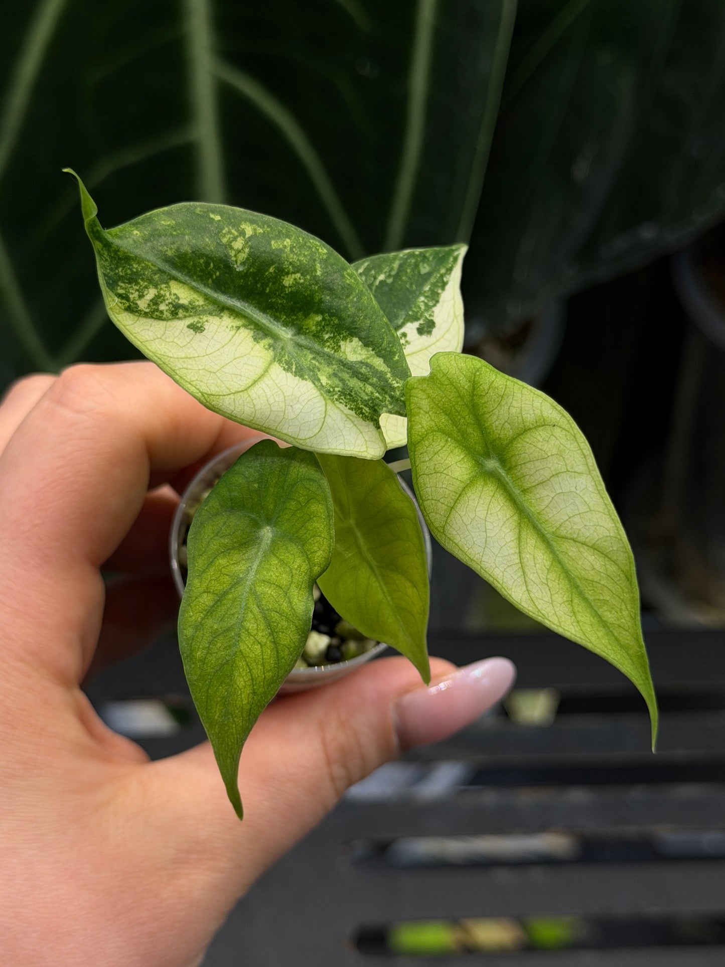 Alocasia Nairobi Nights Variegata Nr.2