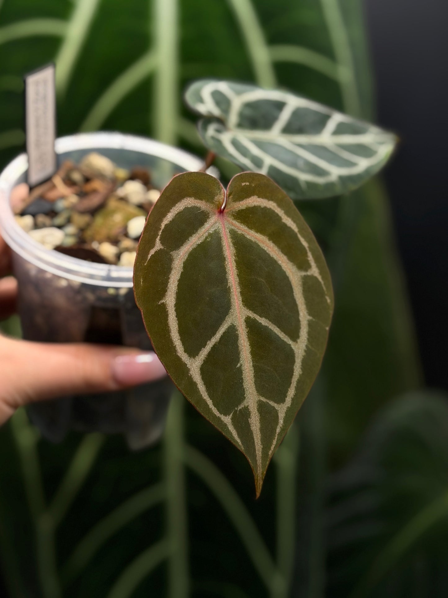 Anthurium (Michelle X DocBlock Zara) 28 X DocBlock Zara Cutting Nr.1