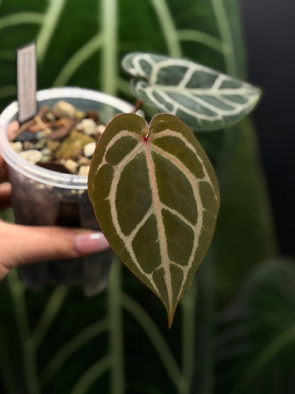Anthurium (Michelle X DocBlock Zara) 28 X DocBlock Zara Cutting Nr.1