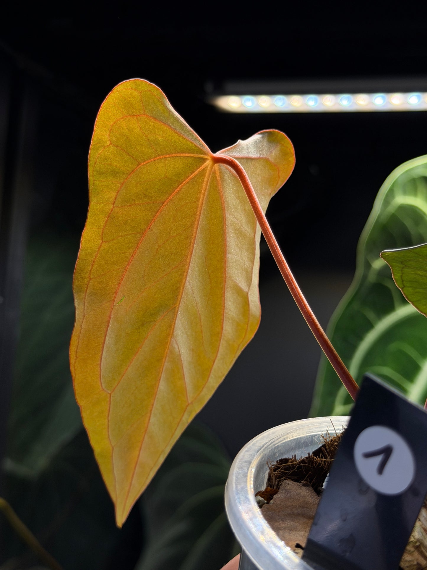 Anthurium (Carla x Dressleri) x (RLxFS F2) Cutting Nr.1