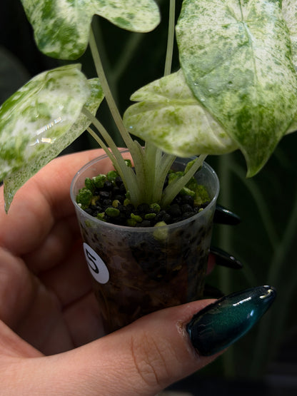 Alocasia  Odora Batik Nr.5