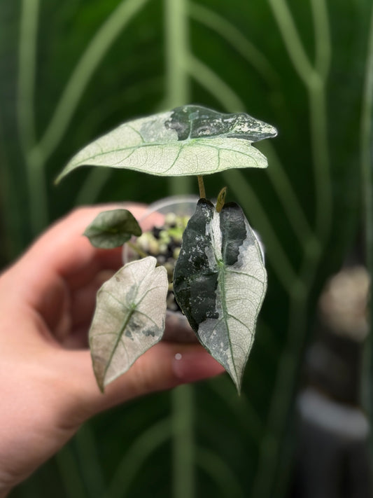 Alocasia Polly Pink Variegata Nr.1