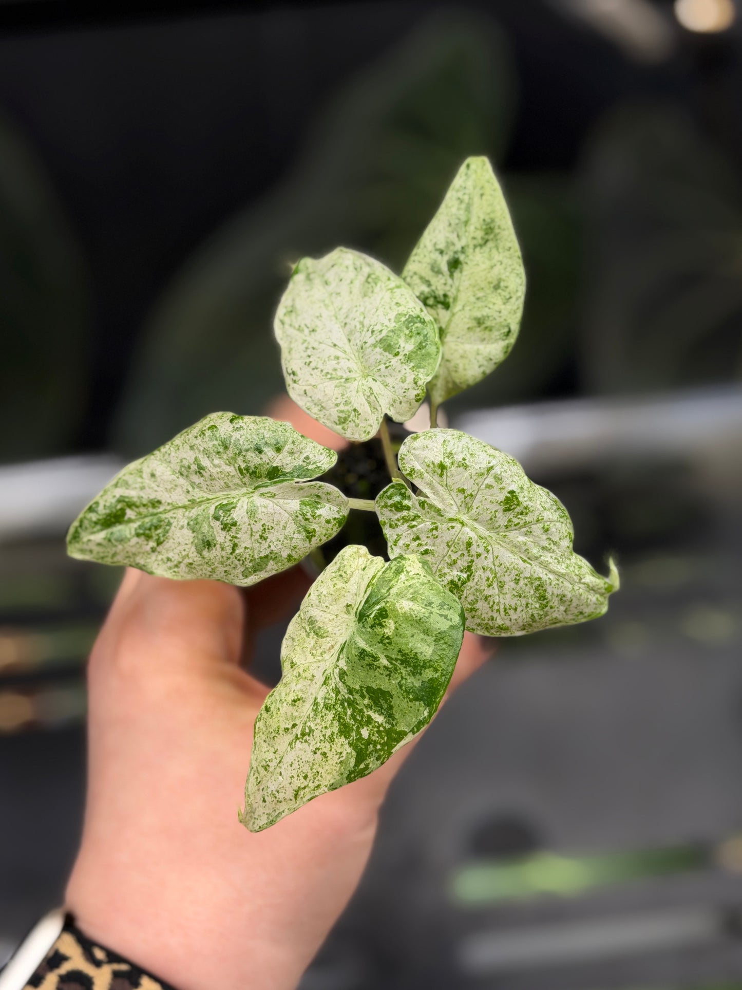 Alocasia Macrorrhiza Splash Nr.4