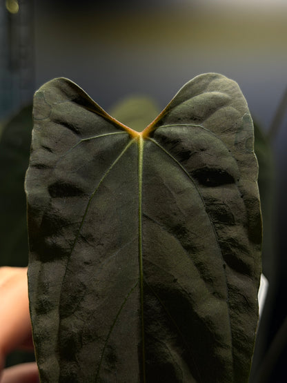 Anthurium 'RL' by Jay Vannini x self Cutting Nr.2