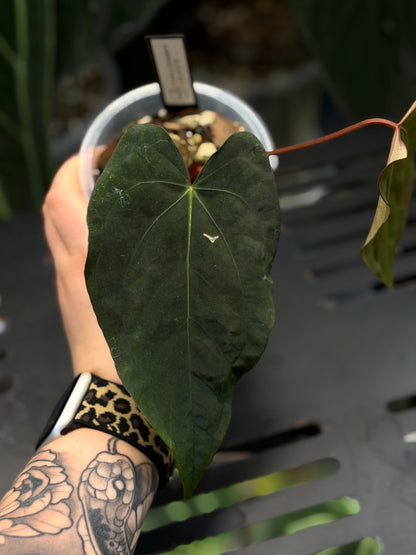 Anthurium (Carla x Dressleri) x (RLxFS F2) Cutting Nr.1