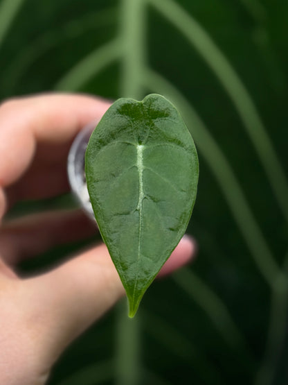 Alocasia Watsoniana Nr.2