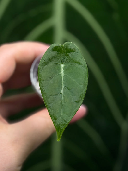 Alocasia Watsoniana Nr.2
