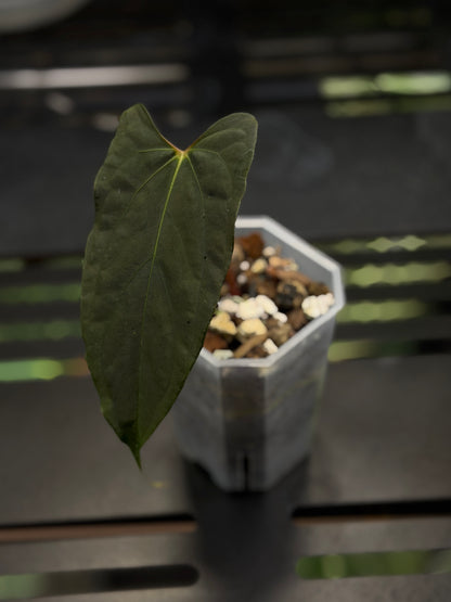 Anthurium 'RL' by Jay Vannini x self Cutting Nr.2