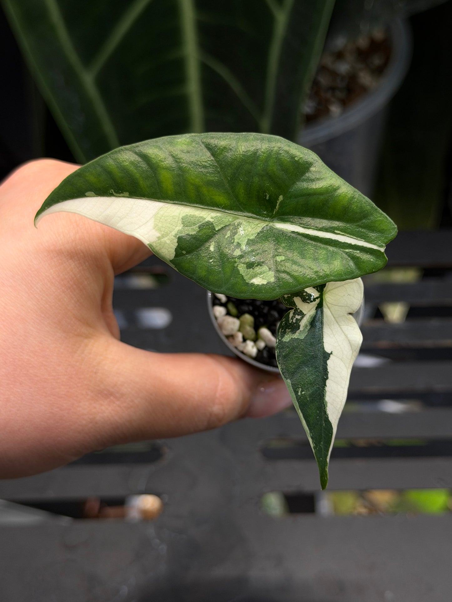 Alocasia Simpo Albo Variegata Nr.2