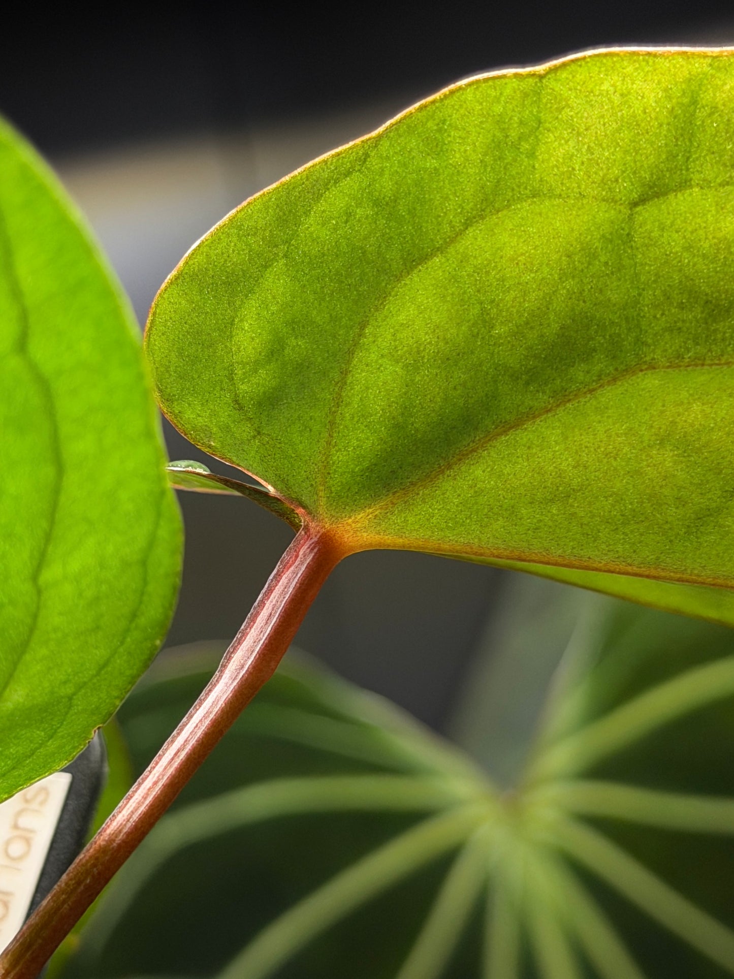 Anthurium (DocBlock D&H '9' X RVC '24') x Luxurians Seedling