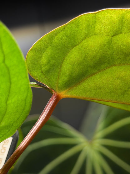 Anthurium (DocBlock D&H '9' X RVC '24') x Luxurians Seedling