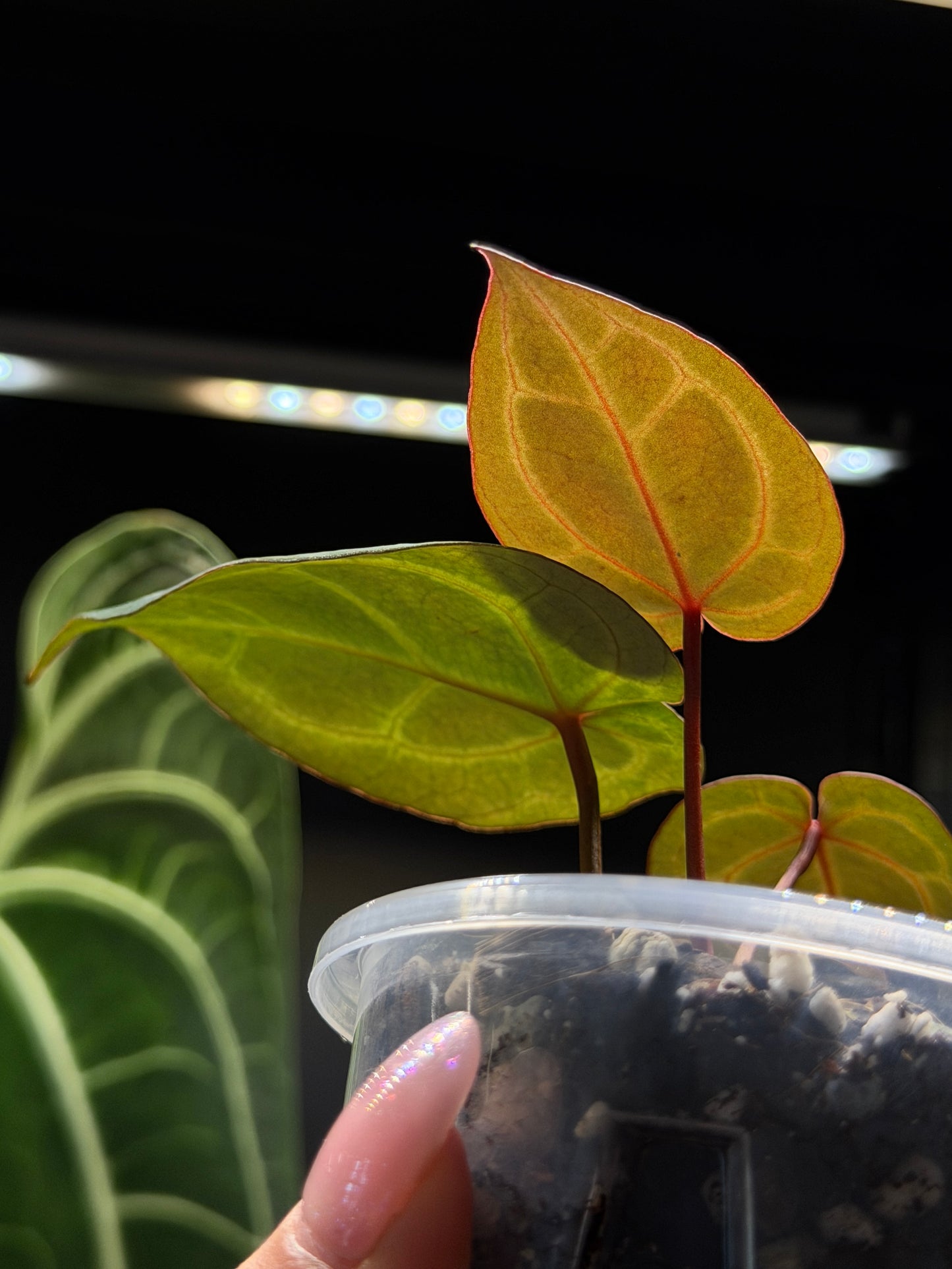 Anthurium (Michelle X DocBlock Zara) 28 X DocBlock Zara Cutting Nr.3